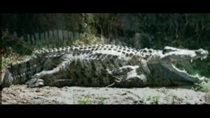 Crocodile Morphing 2 