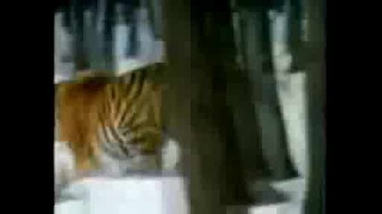 Tigers Ready, Set, Go