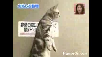 Най - Смешната Котка