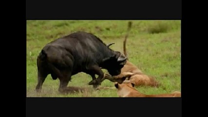 Buffalo flips gores and destroys Male lion -