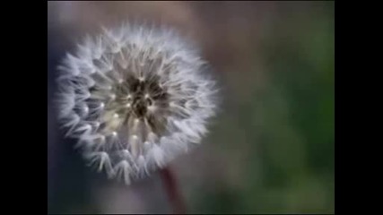 Sarah Brightman - Dust In The Wind