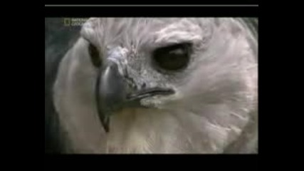 " Харпия " Най - хищната птица в Света