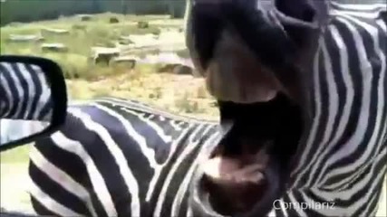 Screaming Animals Compilation