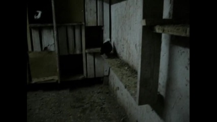 galabi (7)