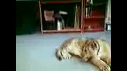 За ~лъвчетата~ 