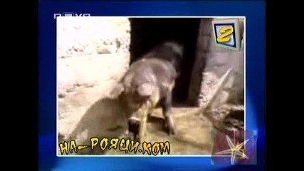 Рояци.ком топ5 15.07.09