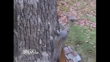 Drunk Squirrel Tries to Climb Tree - Break Fails 