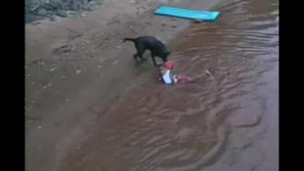Куче спасява деца