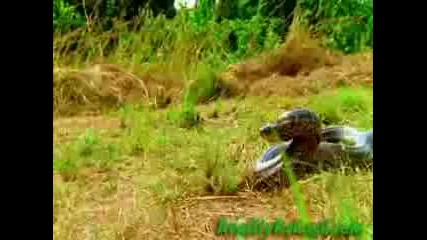 Survivor Gabon Opening Theme