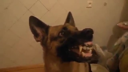 Смях ! Куче си показва зъбите
