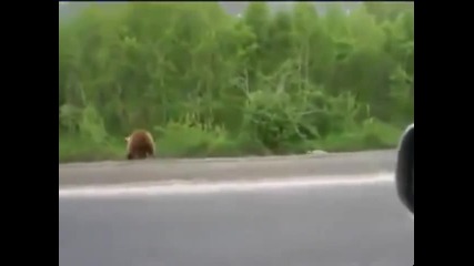 Мечка спира коли и се разхожда свободно по пътищата на Русия!