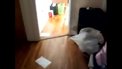 Жаден Bull Terrier Смях 