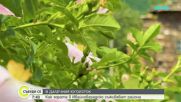 "Дотам и обратно": Как хората в Ивайловградско съживяват района
