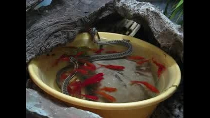 Змии ядат рибки