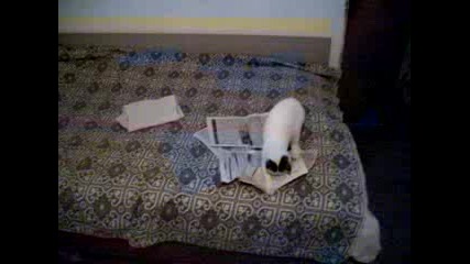Котка Чете Вестник