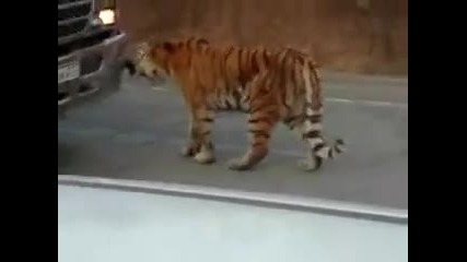Тигър спира движението - страх 