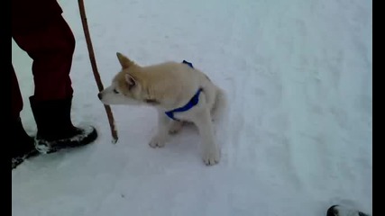 Макс