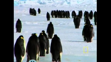 National geographic-penguins Dressed for Success