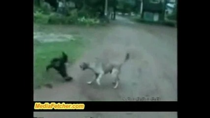 Побъркана маймуна се ебава с куче - голям смях