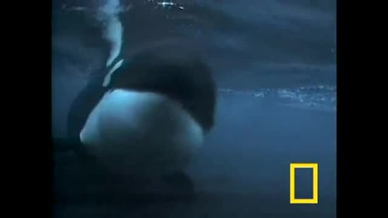 Killer Whale vs. Sea Lions