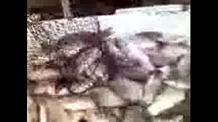 Riba otvratica