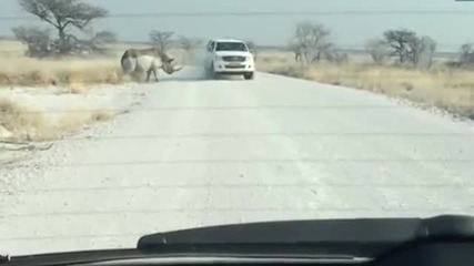 Носорог напада джип на туристи