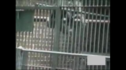 Monkey плюе в лицето му - 
