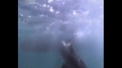 Най - Опасните Животни В Света Тигрова Акула 