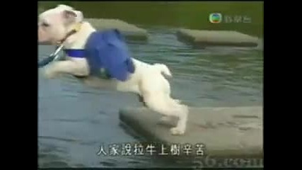 # Как Маймунка се Грижи за Куче да Премине Река