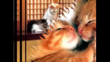 Котета.mpg
