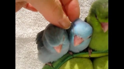 Малки сладки папагалчета!
