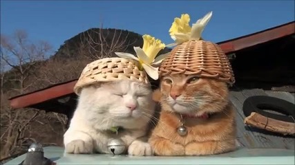 Котенца със шапки