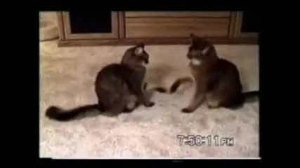 Най - доброто видео с котки 