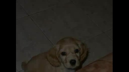 Kokera Sara.avi