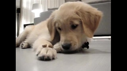 Кученце със желязна воля