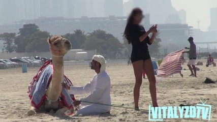 Прецакване на златотърсачка с камила - Шега