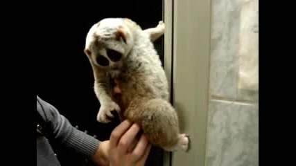 Животинчето,  което всички мислят за Лемур:казва се Slow loris