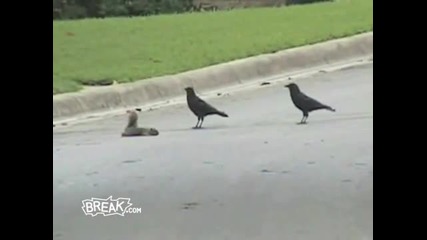 Amazing Squirrel Fights off Crows - Protects Dead Friends Body 
