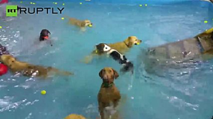 Check Out This Dog Standing on Her Hind Legs at the Puppy Pool