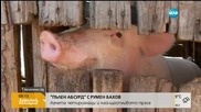 "Пълен абсурд": Агнета четиризнаци и най-щастливото прасе