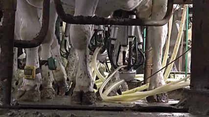 Cows are Production Machines in the Milk Industry