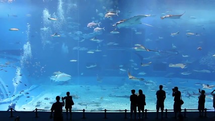 Kuroshio Sea - втория по големина аквариум (hd) 