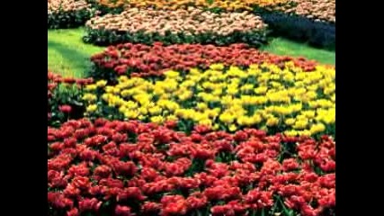 Spring Love
