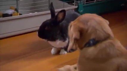 Кученце и зайче си играят