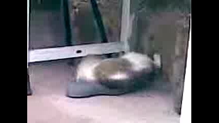 Лудата Котка