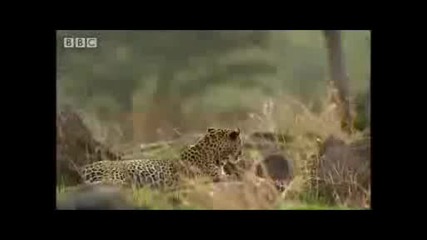 Leopards vs Zebra - Bbc