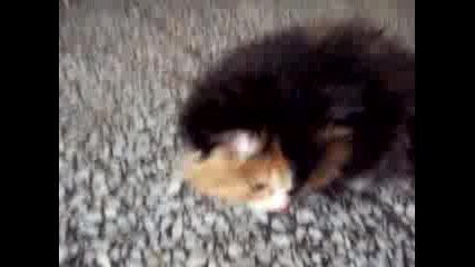 Смешни Котенца