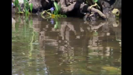 Гущер Базилиск - Изключително Бързоног