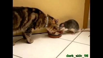 Мишка краде млякото на котката
