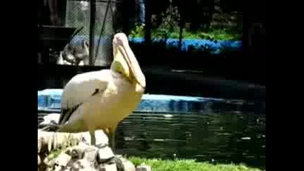 Пеликан Се Опитва Да Глътне Голяма Риба